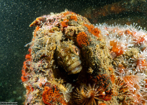 Neoclinus stephensae (Yellowfin Fringehead)