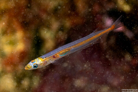 Ophiodon elongatus (Lingcod); Tiny juvenile, 2" long