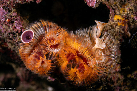 Serpula columbiana (Serpulid Worm)