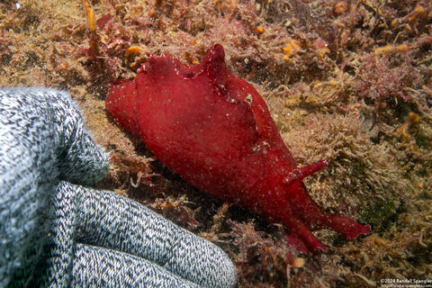 Aplysia californica (Brown Sea Hare)