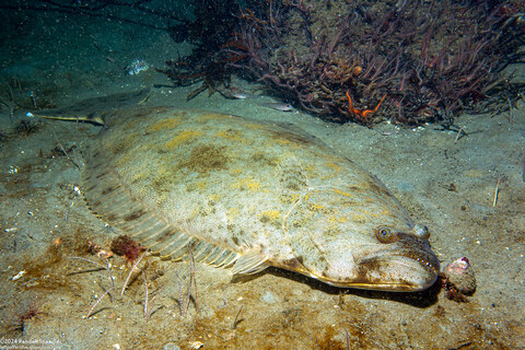 Paralichthys californicus (California Halibut)