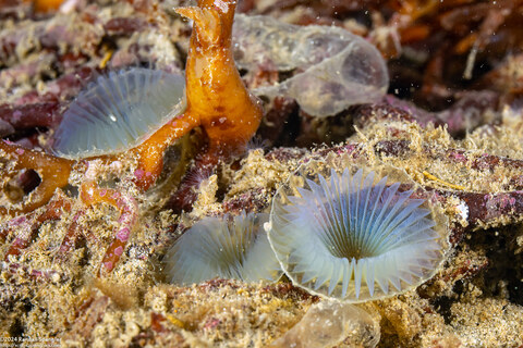 Myxicola sp.1 (Slime Fan Worm)