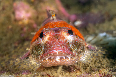 Artedius corallinus (Coralline Sculpin)