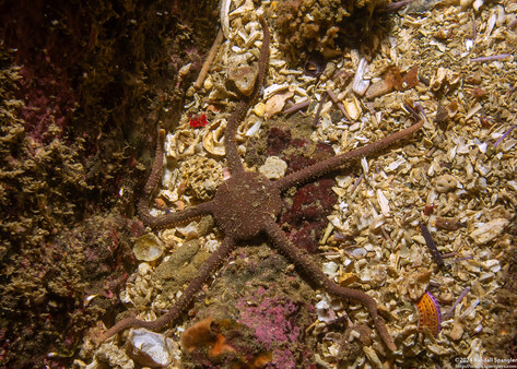 Ophioplocus esmarki (Smooth Brittle Star)