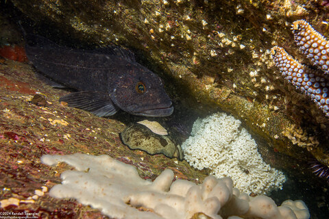 Ophiodon elongatus (Lingcod); Lingcod with eggs