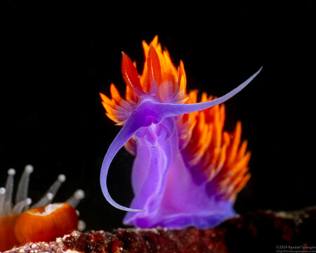 Flabellinopsis iodinea (Spanish Shawl)