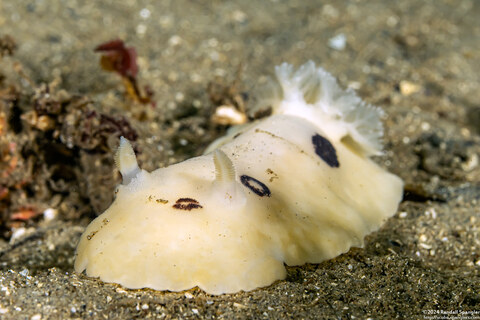 Diaulula sandiegensis (San Diego Dorid)