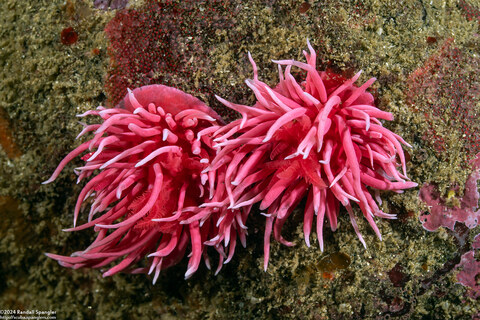 Okenia rosacea (Hopkins' Rose Nudibranch)