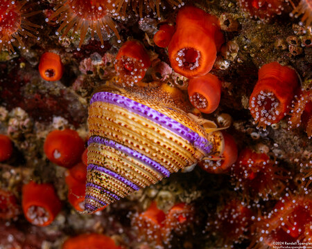 Calliostoma annulatum (Blue-Ring Top Snail)