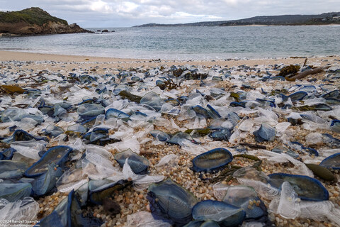 Velella velella (By-the-Wind Sailor)