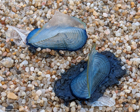 Velella velella (By-the-Wind Sailor)