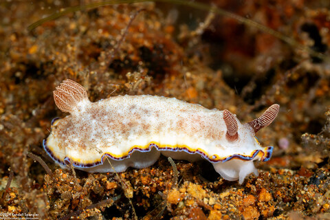 Goniobranchus preciosus (Precious Nudibranch)