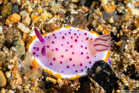 Mexichromis mariei (Purple Mexichromis)