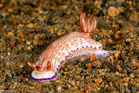 Hypselodoris katherinae (Katherina’s Hypselodoris)