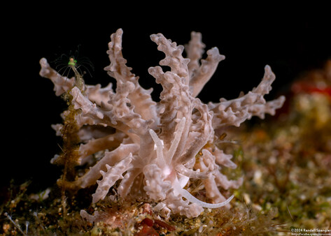 Phyllodesmium pinnatum (Pinnate Phyllodesmium)