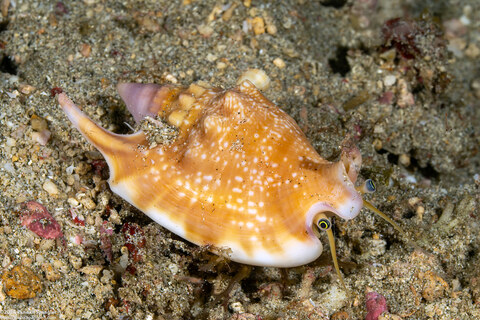 Euprotomus bulla (Bubble Conch)