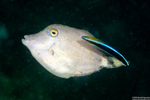 Labroides dimidiatus (Bluestreak Cleaner Wrasse)