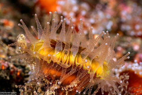 Paracyathus stearnsii (Brown Cup Coral)