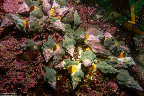 Kelletia kelletii (Kellet's Whelk); Laying eggs