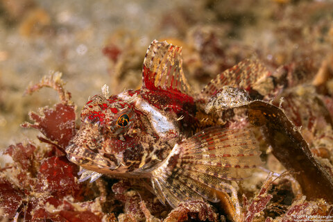 Orthonopias triacis (Snubnose Sculpin)