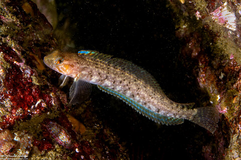 Rathbunella alleni (Stripefin Ronquil)