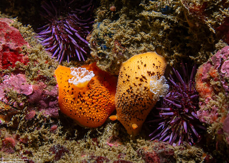 Peltodoris nobilis (Sea Lemon)