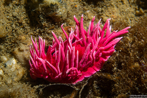 Okenia rosacea (Hopkins' Rose Nudibranch)