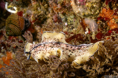 Pseudoceros montereyensis (Monterey Flatworm)