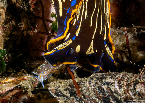 Navanax inermis (Navanax); Navanax about to eat a nudibranch