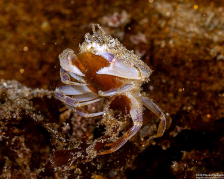 Metacarcinus gracilis (Graceful Crab)