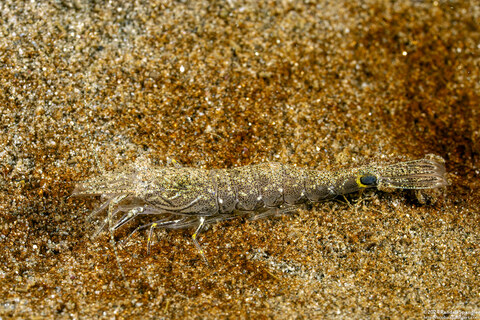 Crangon nigromaculata (Blackspotted Shrimp)