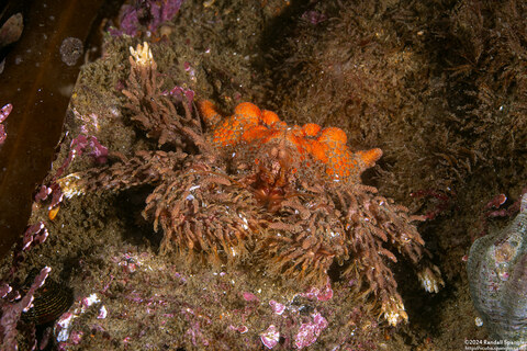 Phyllolithodes papillosus (Heart Crab)