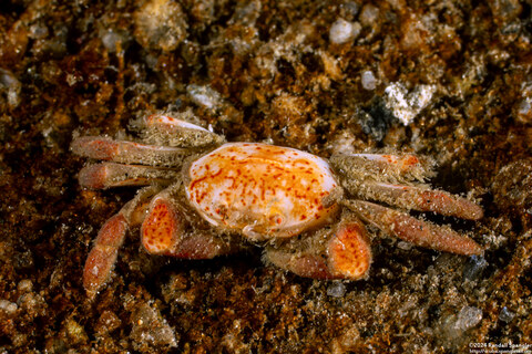 Opisthopus transversus (Mottled Pea Crab)