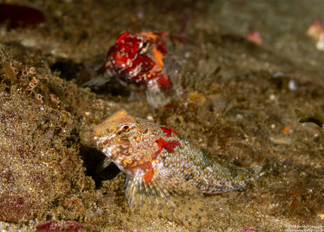 Orthonopias triacis (Snubnose Sculpin)