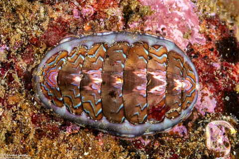 Tonicella lokii (Flame Lined Chiton)