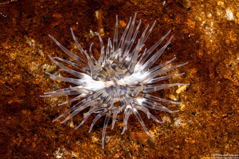 Diadumene leucolena (Ghost Anemone)