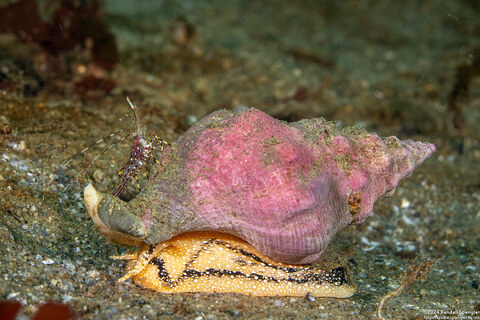 Kelletia kelletii (Kellet's Whelk)