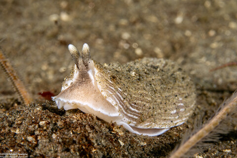 Armina californica (California Armina)