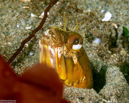 Neoclinus blanchardi (Sarcastic Fringehead)