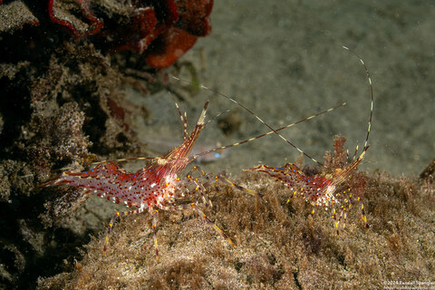 Pandalus danae (Dock Shrimp)