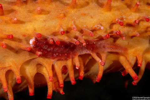 Arctonoe pulchra (Red Commensal Scale Worm)