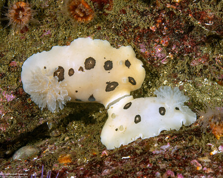 Diaulula sandiegensis (San Diego Dorid); Mating