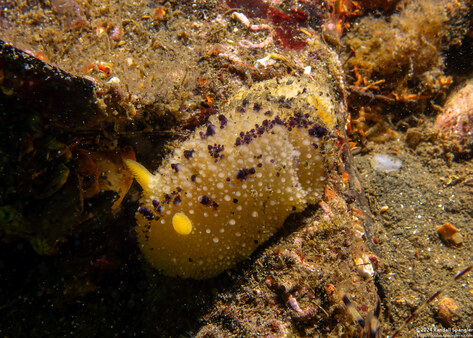 Doris montereyensis (Monterey Dorid)