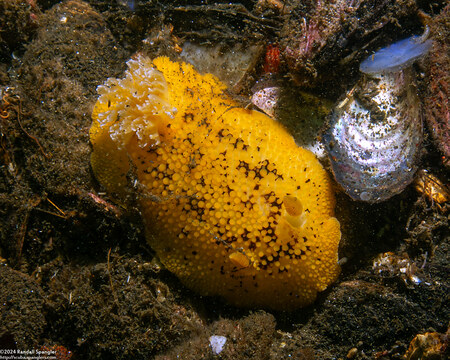 Peltodoris nobilis (Sea Lemon)