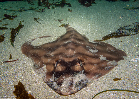 Zapteryx exasperata (Banded Guitarfish)