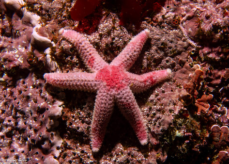 Leptasterias hexactis (Six-Arm Star)