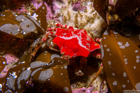 Pugettia foliata (Foliate Kelp Crab)