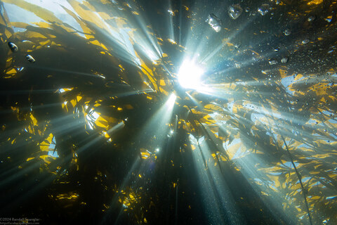 Macrocystis pyrifera (Giant Kelp)