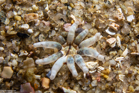 Halcampa decemtentaculata (Burrowing Anemone)