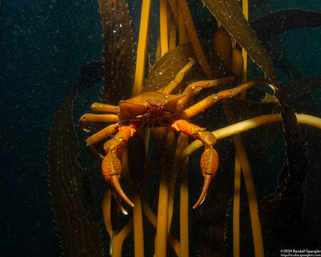 Pugettia producta (Northern Kelp Crab)